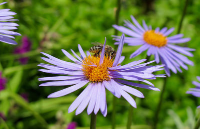 Close-up of insect on purple flower