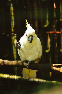 Close-up of cockatoo perching on wood