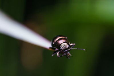 Close-up of insect