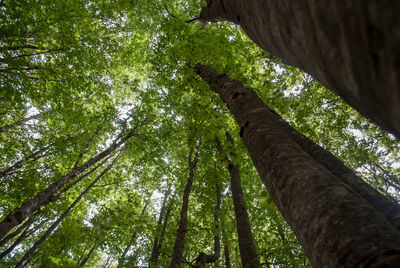 Low angle view of bamboo trees in forest