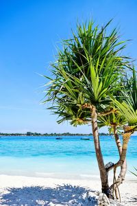 Coconut palm tree on beach against clear blue sky