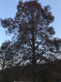 Low angle view of tree against clear sky