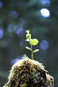 Close-up of green plant in water