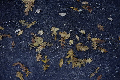 Close-up of leaves