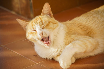 Close-up of a cat with eyes closed