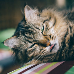 Close-up of cat on bed