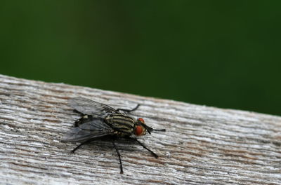 Close-up of housefly on wood outdoors