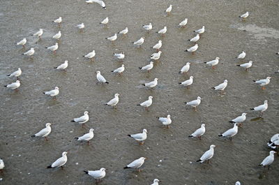 High angle view of birds flying