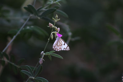 Close-up of butterfly pollinating on purple flower