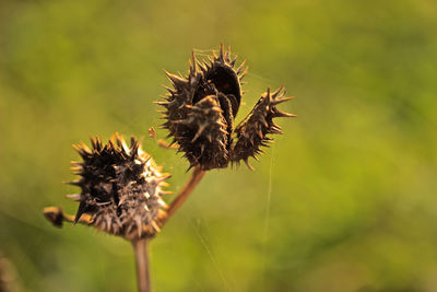 Close-up of wilted plant