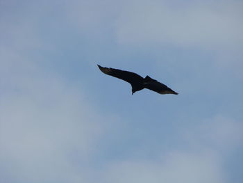 Low angle view of bird flying in sky