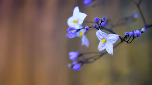 Close-up of purple flowers