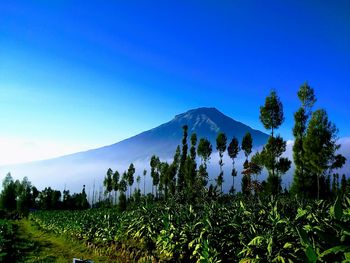 Mt. sumbing , center java , indonesia