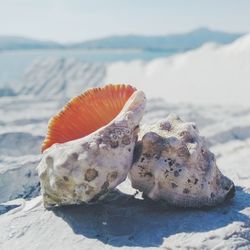 Close-up of rocks