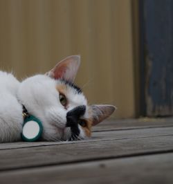 Close-up of cat