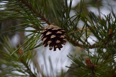 Low angle view of pine cone on tree