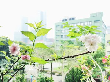 Close-up of flowers blooming outdoors