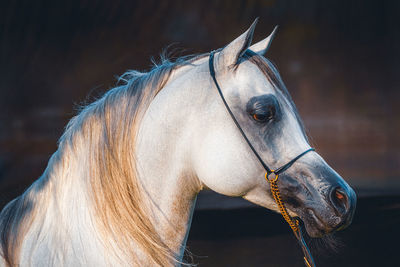 Close-up of horse