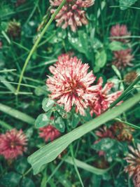 High angle view of flowering plant on field