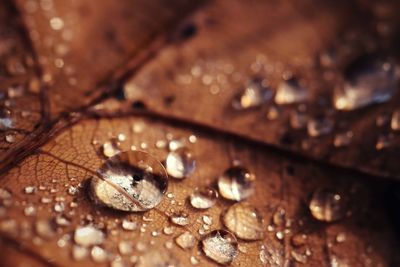 Close-up of raindrops on dry leaf
