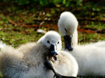 Close-up of swan with sheep