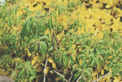 Close-up of plants