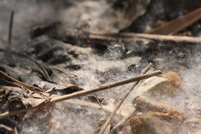 Close-up of dry leaf on land
