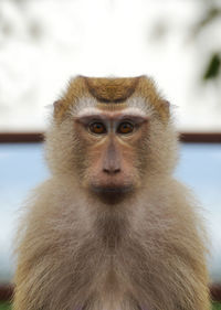 Close-up portrait of monkey