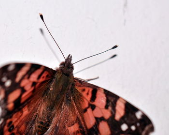 Close-up of butterfly