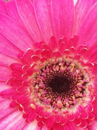 Macro shot of pink flower