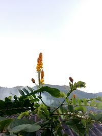 View of flowers against clear sky