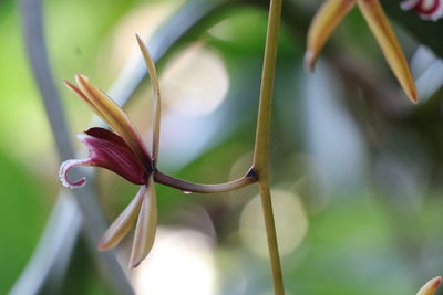 Close-up of flowering plant