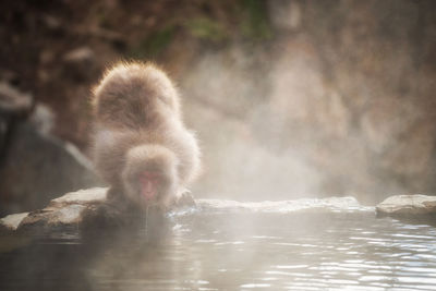 View of monkey swimming in lake