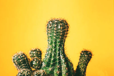 Close-up of cactus plant against yellow background