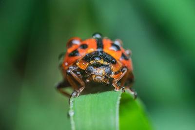 Close-up of insect on leaf