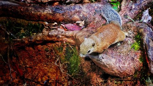 Close-up of lizard on tree trunk in forest