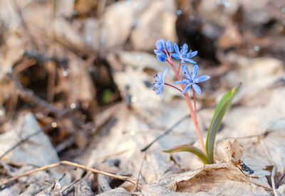 Close-up of white flowering plant