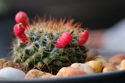 Close-up of succulent plant