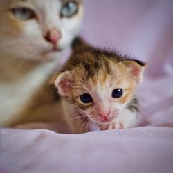 Close-up of kitten with cat on bed