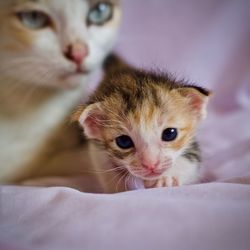 Portrait of kitten