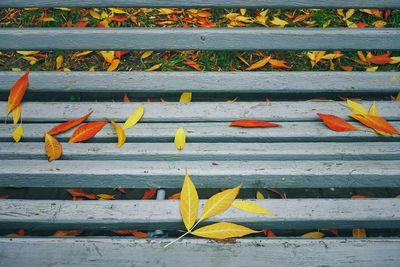 High angle view of yellow flowering plant during autumn