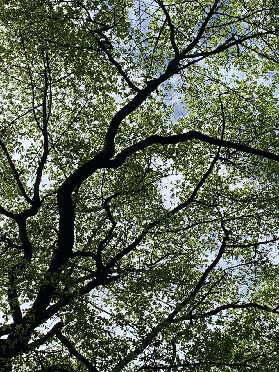 LOW ANGLE VIEW OF TREES IN FOREST