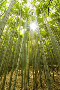 Low angle view of sunlight streaming through trees in forest