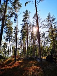 Low angle view of trees in forest against sky