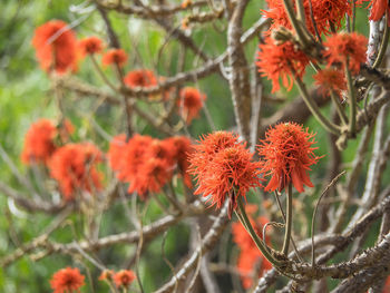 Close-up of red flowering plant