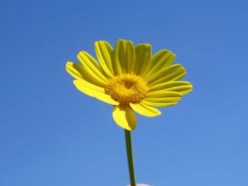 Close-up of yellow flower against blue sky