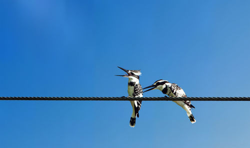 Pied kingfisher