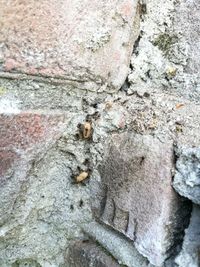 Close-up of rock on wall