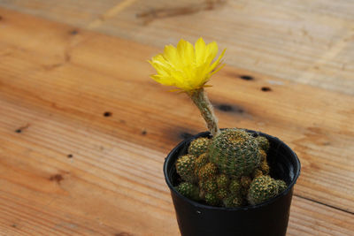 High angle view of potted plant on table