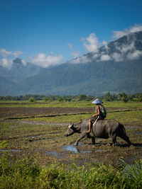 Horse standing on field against sky